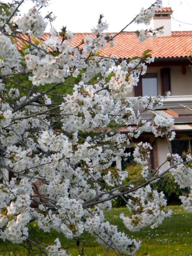 Agriturismo Il Magicorto Cassola Экстерьер фото